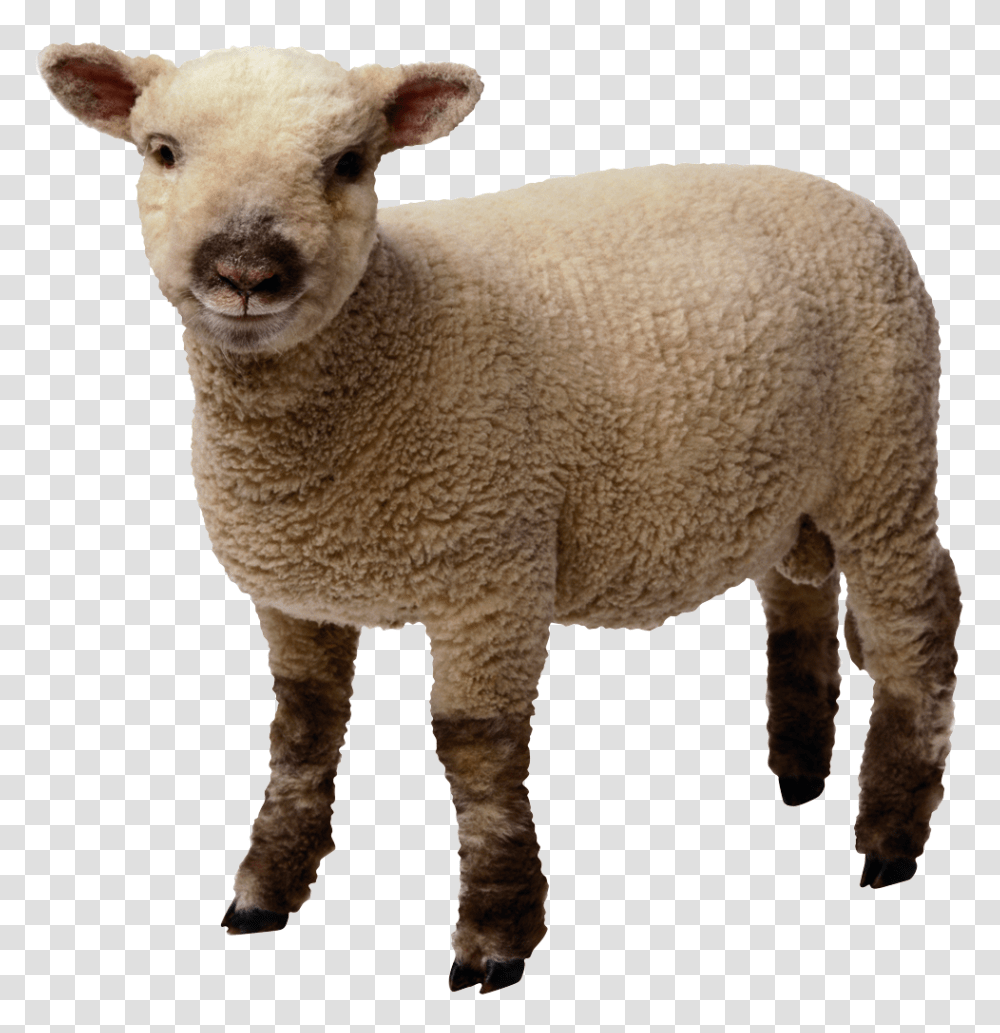 Sheep, Animals, Mammal Transparent Png