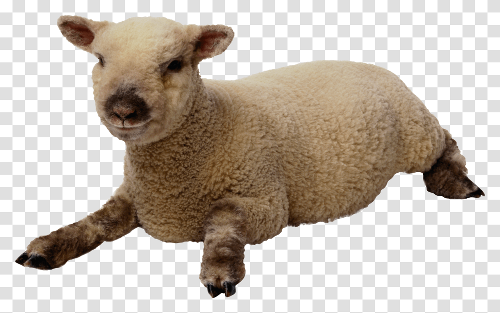 Sheep, Animals, Mammal Transparent Png