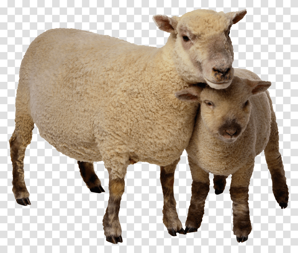 Sheep, Animals Transparent Png