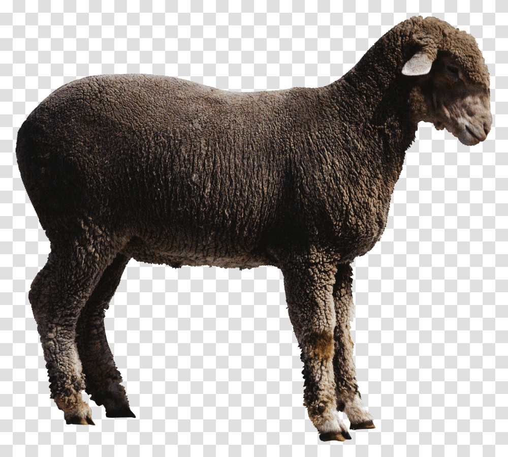 Sheep, Animals Transparent Png