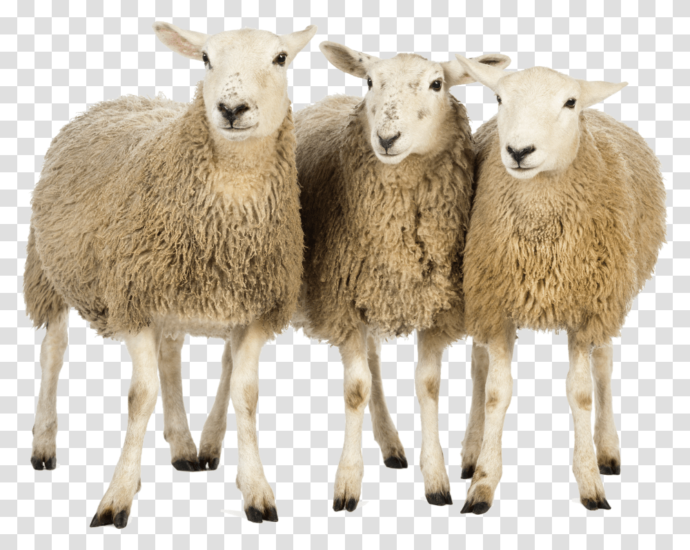 Sheep, Animals Transparent Png