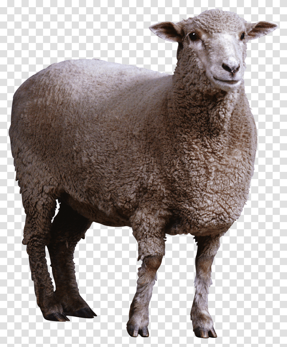 Sheep, Animals Transparent Png