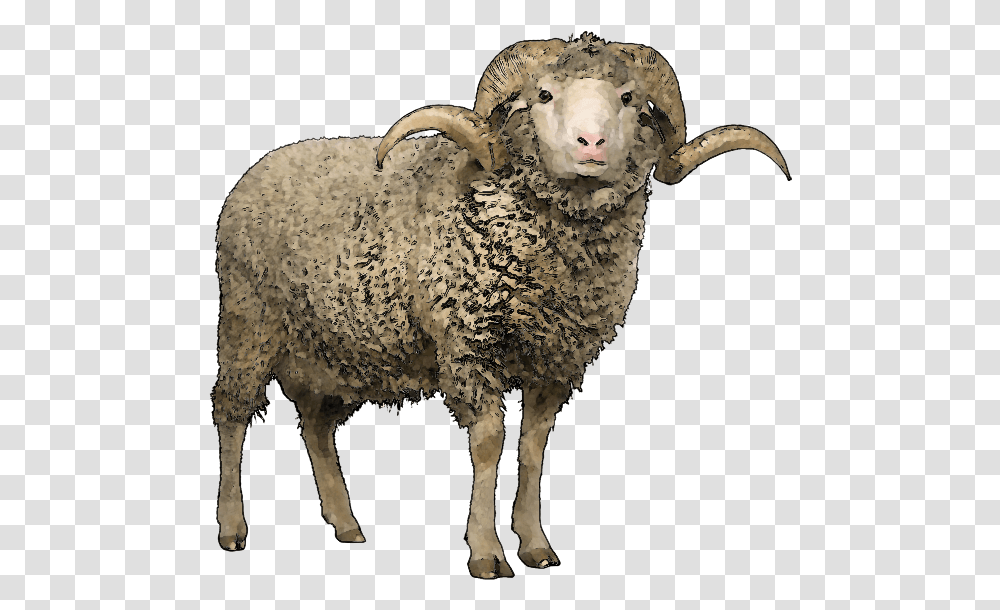 Sheep Background Sheep With Horns, Mammal, Animal, Wildlife, Goat Transparent Png