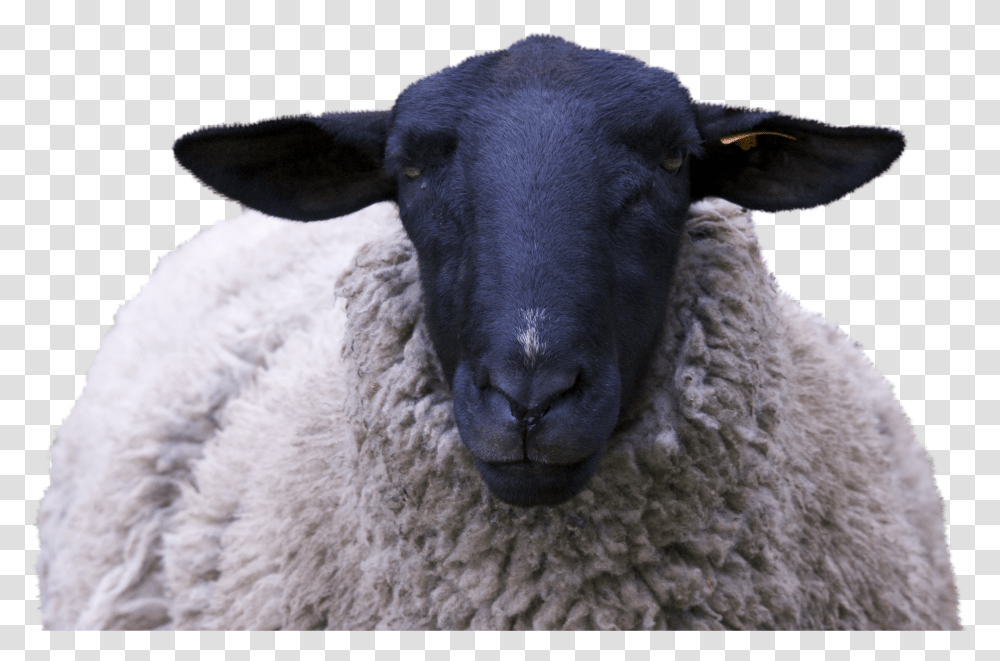 Sheep Black Face Transparent Png