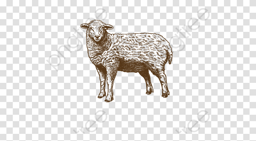 Sheep Clip Art Sheep Illustration, Mammal, Animal Transparent Png