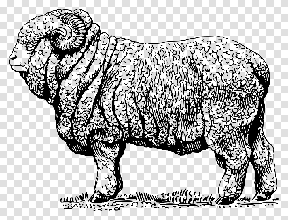 Sheep Clipart Merino Wool Sheep Illustration, Gray, World Of Warcraft Transparent Png