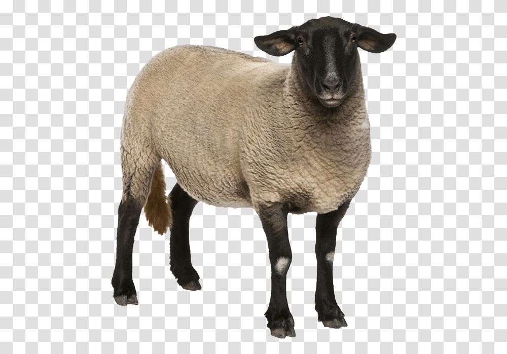 Sheep Female Suffolk Sheep, Mammal, Animal Transparent Png