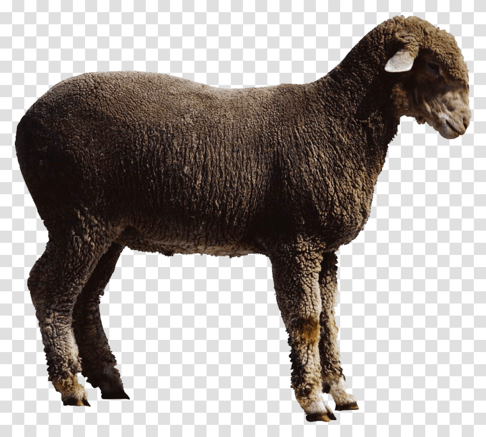 Sheep Goat Cattle Oveja Y Cabra, Mammal, Animal Transparent Png