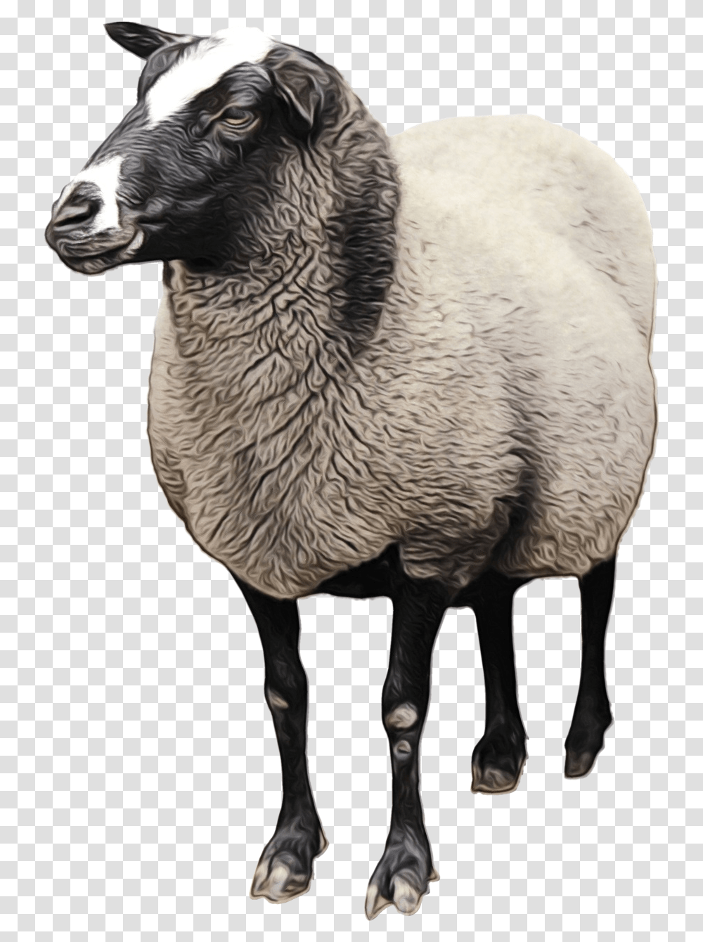 Sheep Goat Clip Art Transparency Cattle Lamb Sheep, Mammal, Animal, Bird Transparent Png