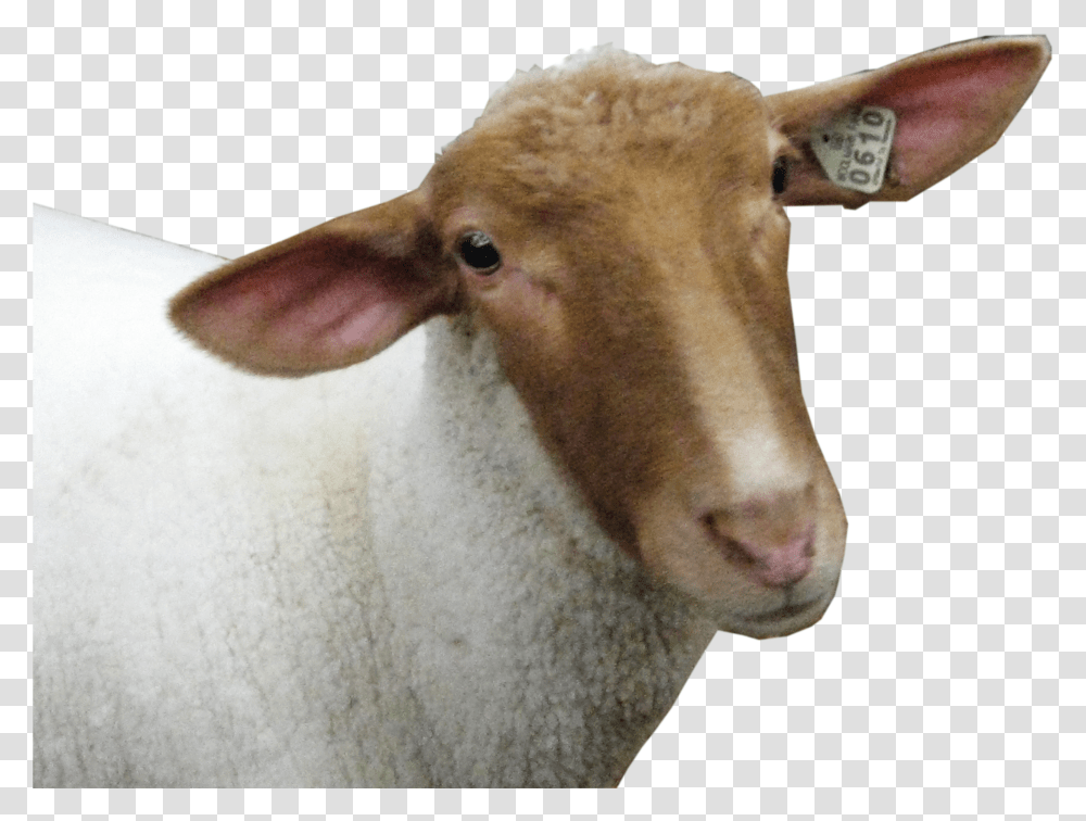 Sheep Head Image Animal Transparent Png