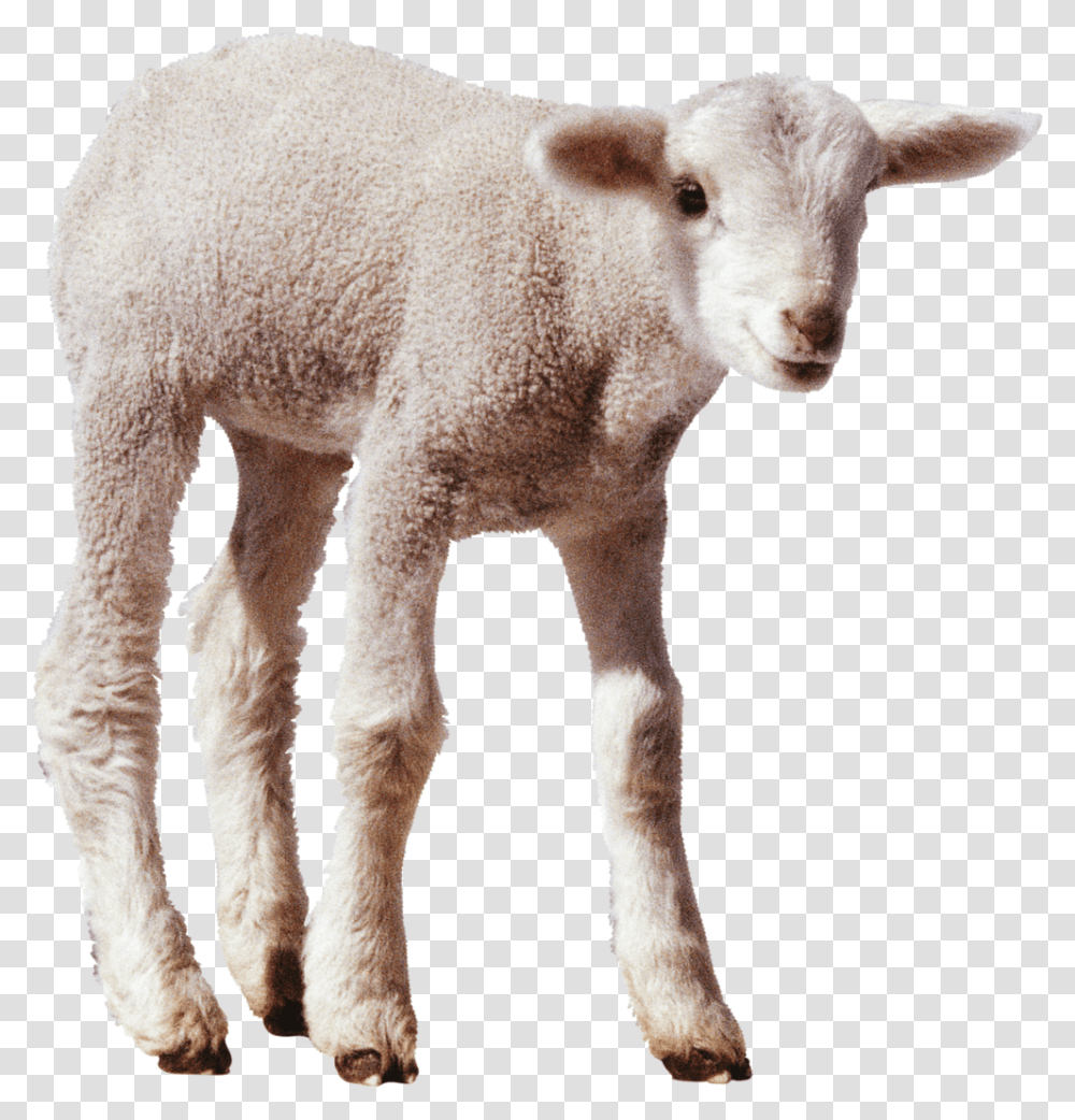 Sheep Image Min Sheep, Mammal, Animal, Goat, Cow Transparent Png