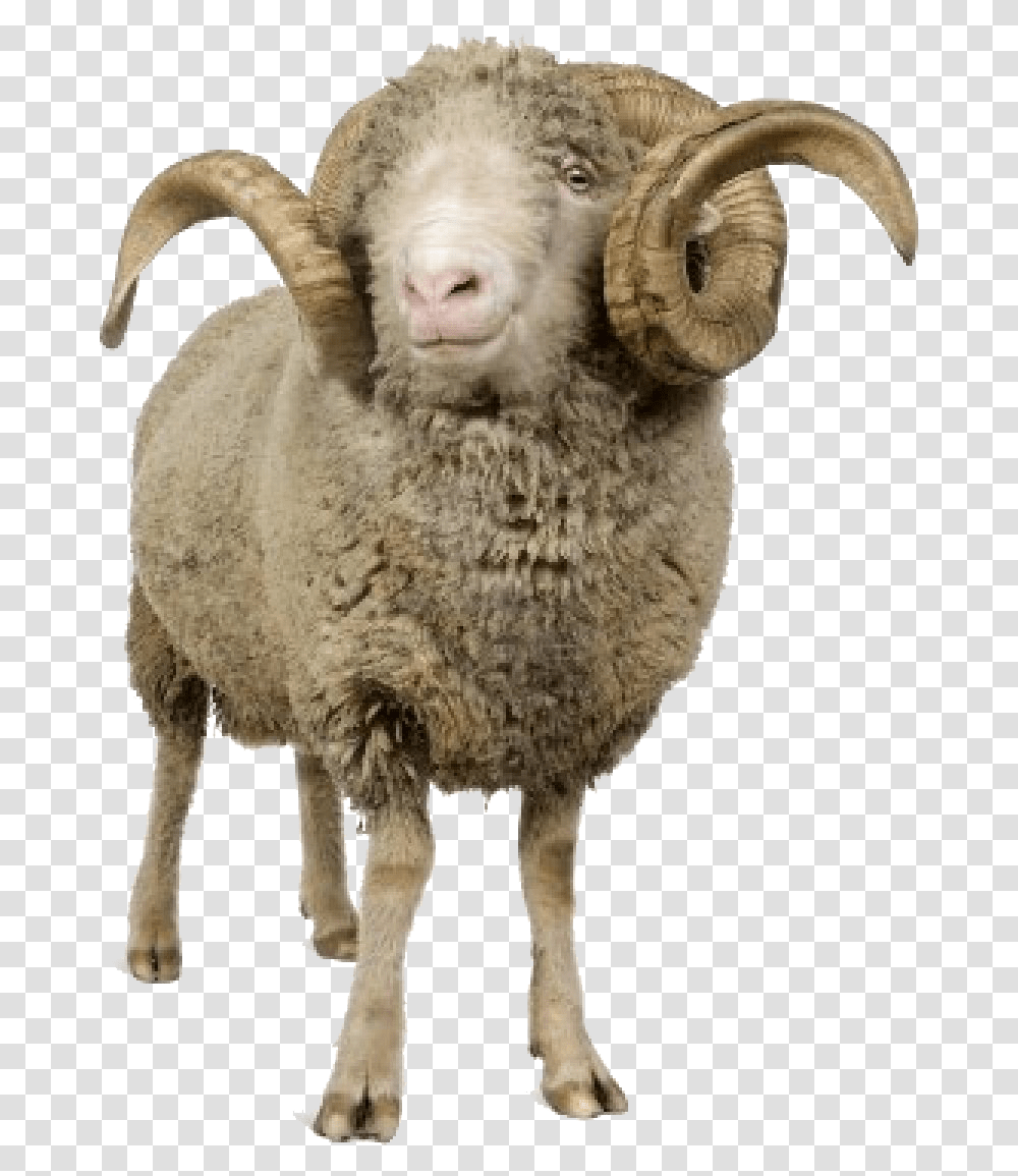 Sheep Image Horn Sheep, Mammal, Animal Transparent Png