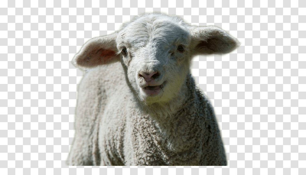 Sheep Image Sheep, Mammal, Animal Transparent Png
