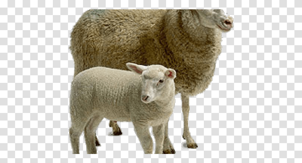 Sheep Images Living Things And Their Young, Mammal, Animal Transparent Png