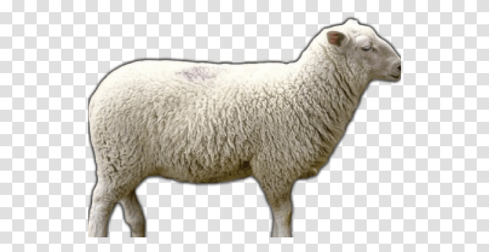 Sheep Images Merino, Mammal, Animal, Sweater, Clothing Transparent Png