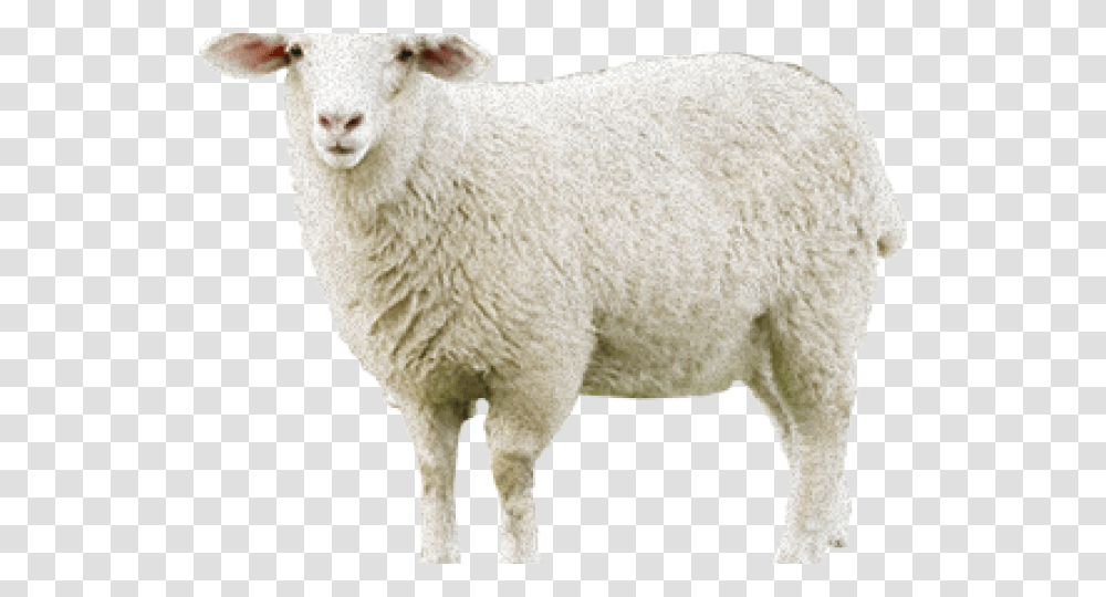 Sheep Images Sheep, Mammal, Animal, Goat, Wildlife Transparent Png
