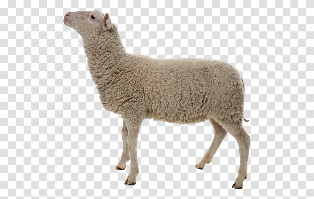 Sheep Images Sheep On White Background, Mammal, Animal Transparent Png