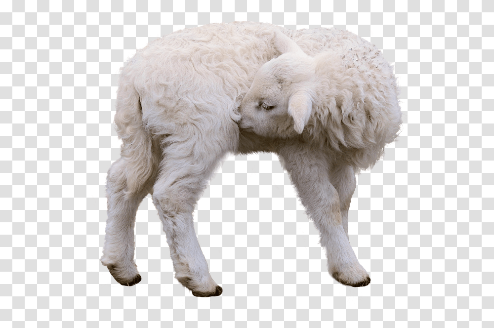 Sheep Lamb Isolated Sheep, Dog, Pet, Canine, Animal Transparent Png