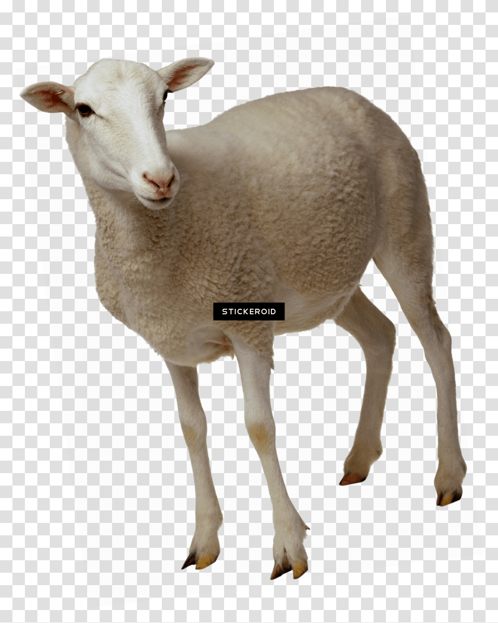 Sheep Looking, Mammal, Animal, Goat Transparent Png