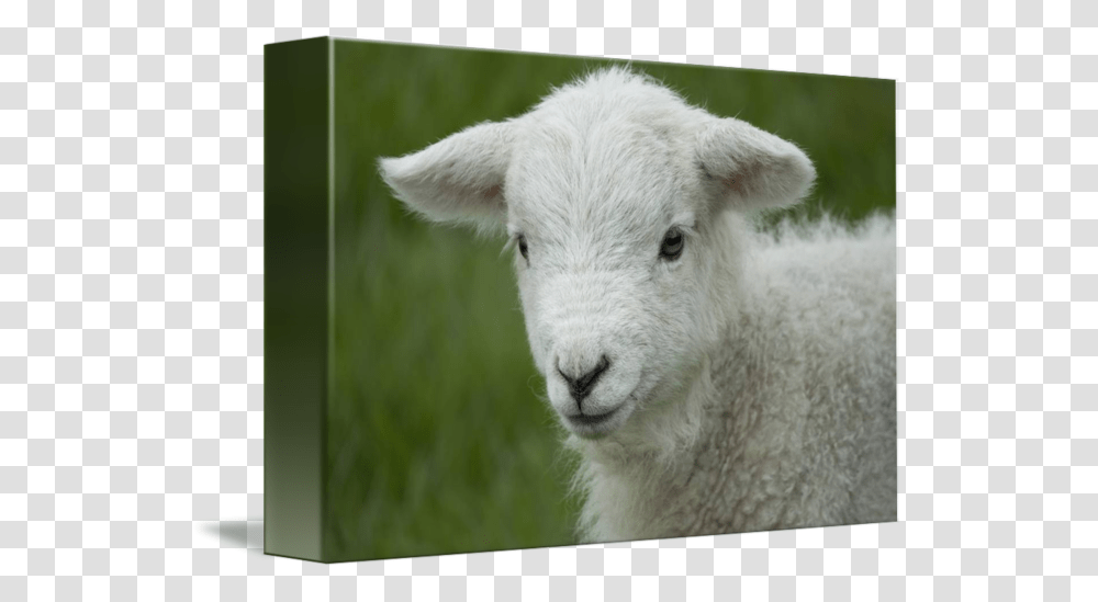 Sheep, Mammal, Animal, Bear, Wildlife Transparent Png