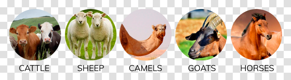 Sheep, Mammal, Animal, Camel, Dog Transparent Png
