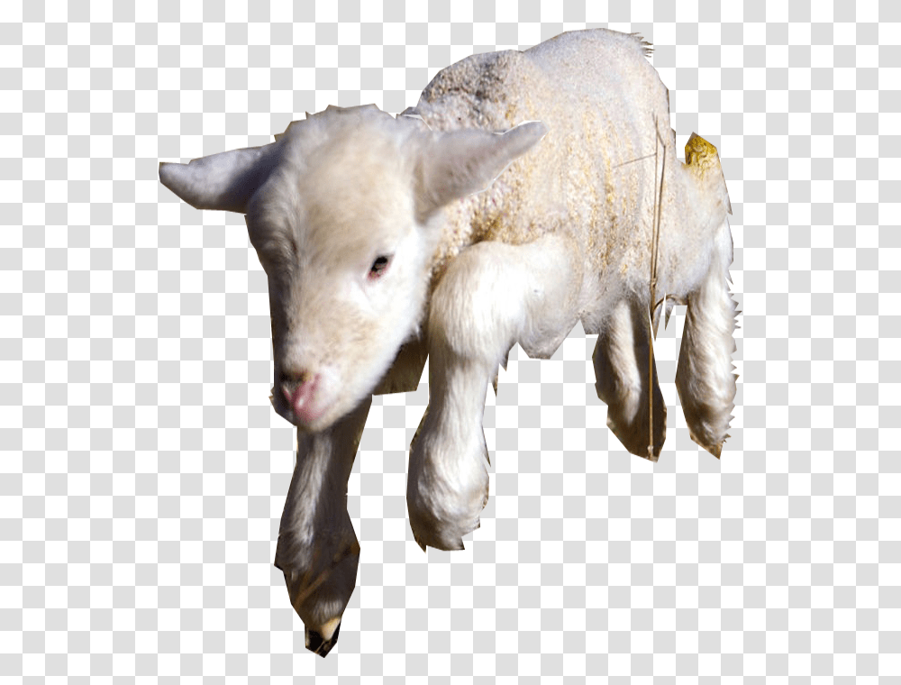 Sheep, Mammal, Animal, Cow, Cattle Transparent Png