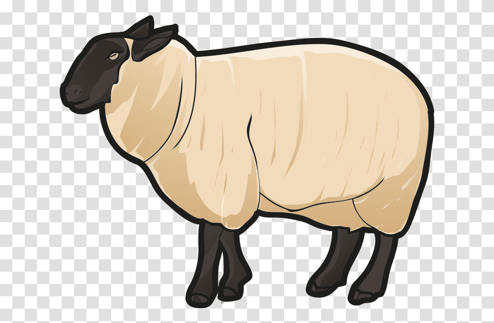 Sheep, Mammal, Animal, Pig, Bull Transparent Png