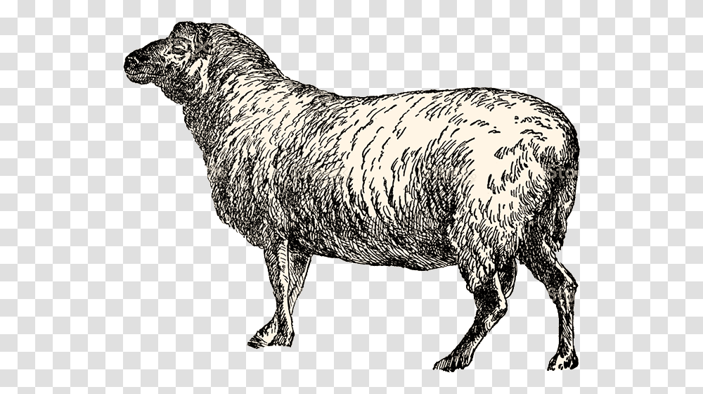 Sheep, Mammal, Animal, Pig, Goat Transparent Png