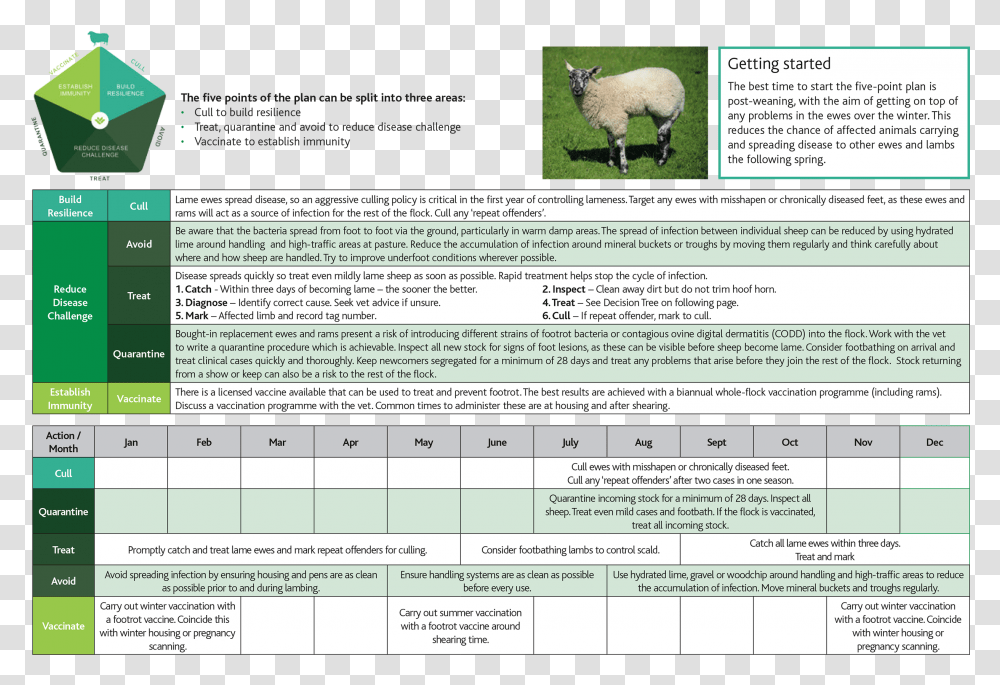 Sheep, Mammal, Animal, Poster, Advertisement Transparent Png