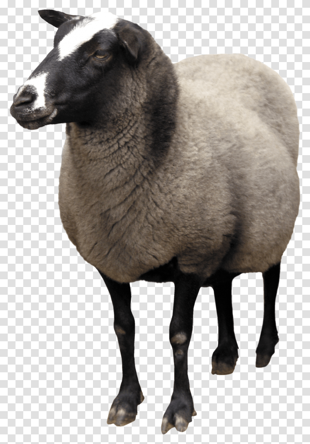 Sheep, Mammal, Animal Transparent Png