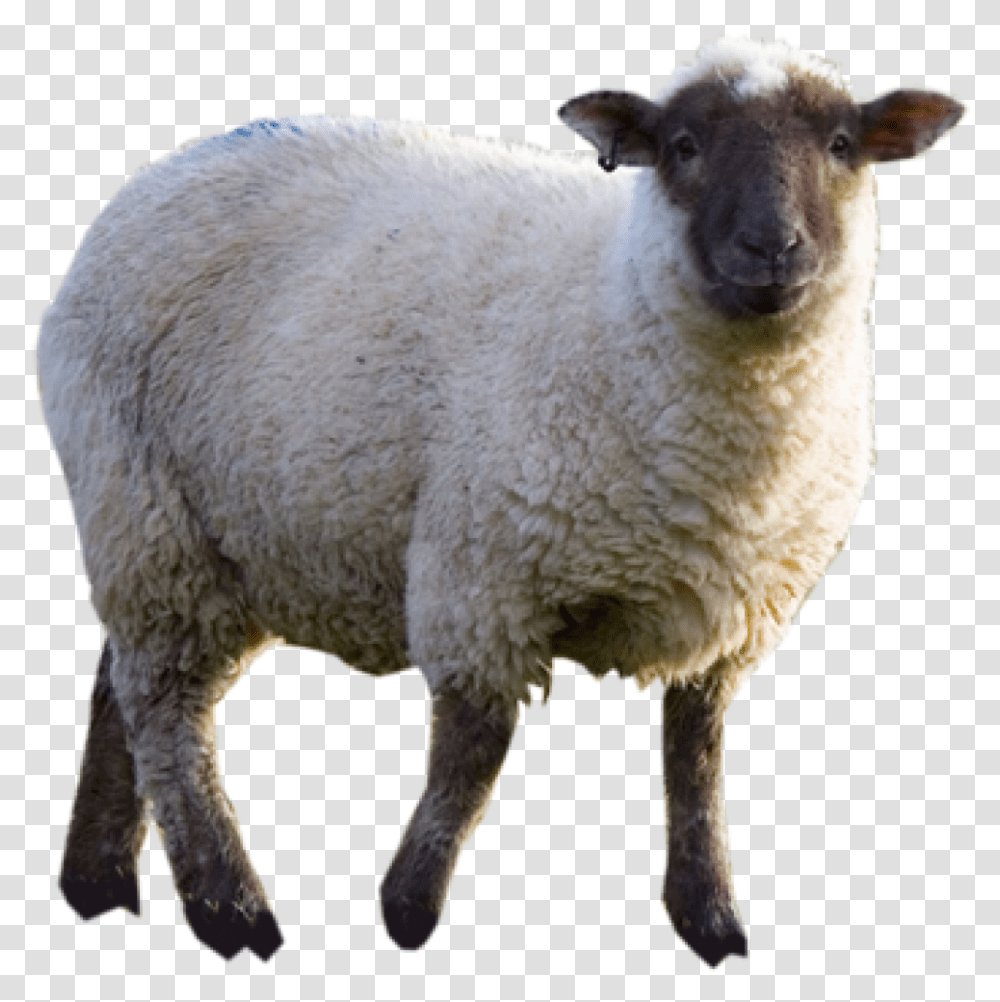 Sheep, Mammal, Animal Transparent Png