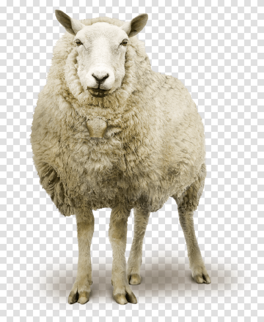 Sheep, Mammal, Animal Transparent Png