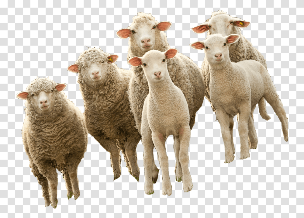 Sheep, Mammal, Animal Transparent Png