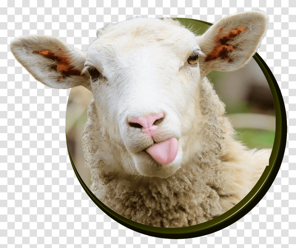 Sheep Ovelha De Lingua De Fora, Mammal, Animal, Cow, Cattle Transparent Png