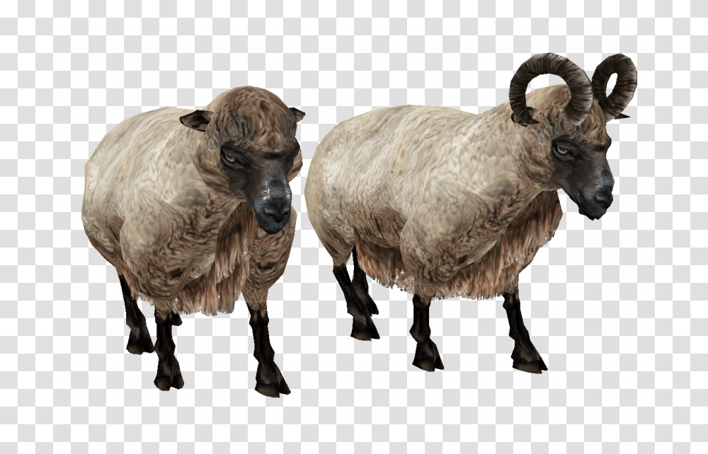 Sheep Ram Background, Mammal, Animal, Chicken, Poultry Transparent Png