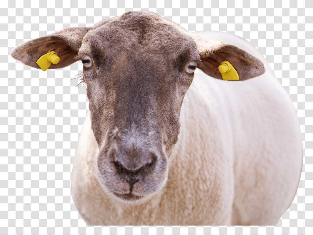 Sheep Transparent Png