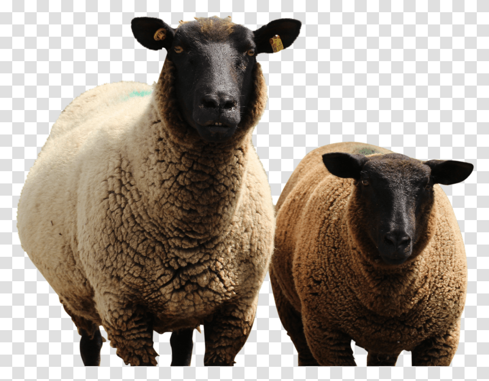 Sheep Transparent Png