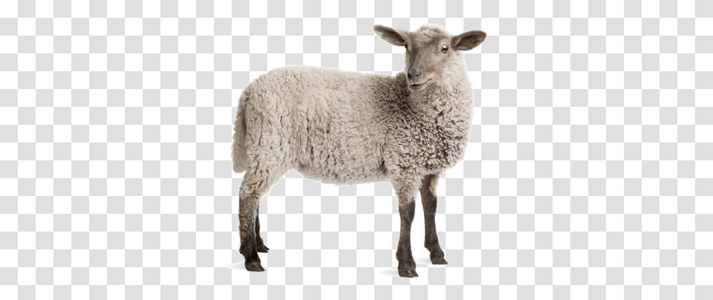 Sheep White Background Google Search Lamb Sheep With No Background, Mammal Transparent Png