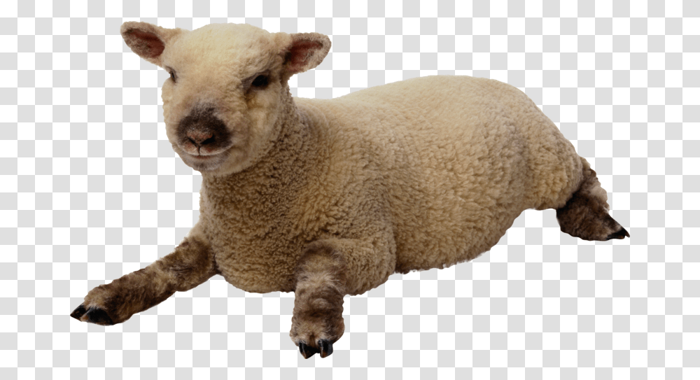 Sheep With Background, Mammal, Animal Transparent Png
