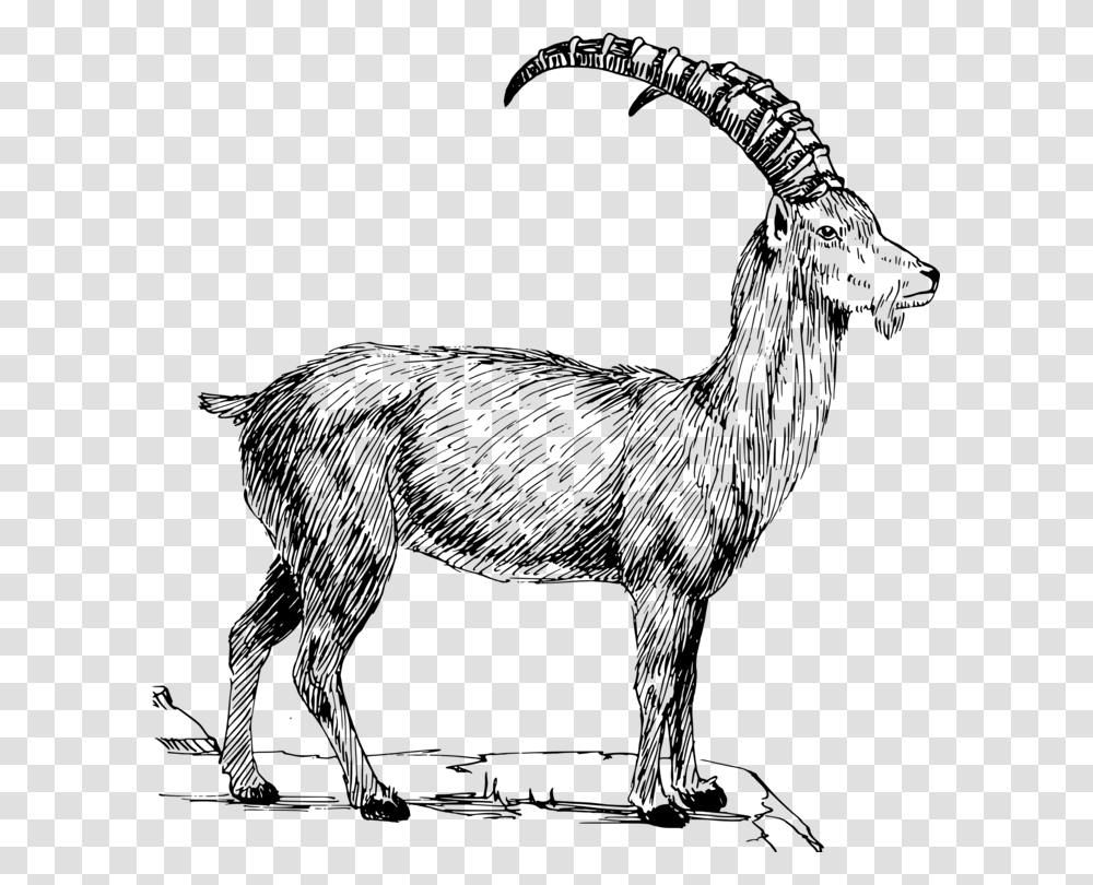 Sheepline Artwildlife Clip Art Mountain Goats, Gray, World Of Warcraft Transparent Png