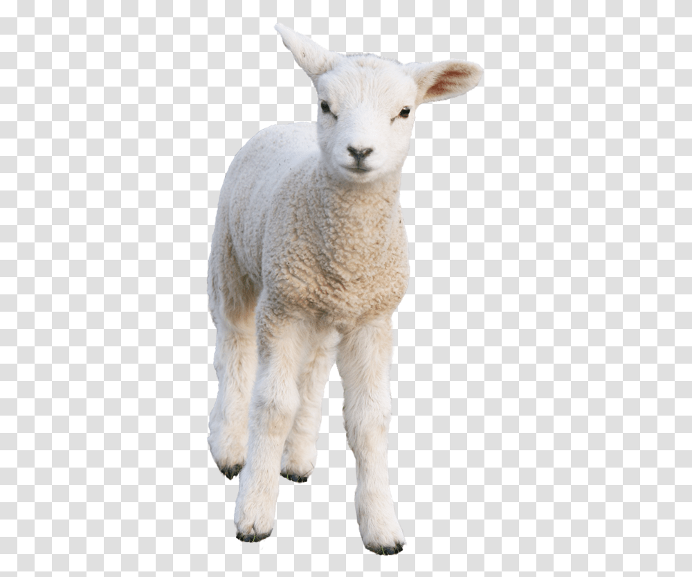 Sheeppng 436800 Spring Colors Animals Goat Background, Mammal, Dog, Pet, Canine Transparent Png