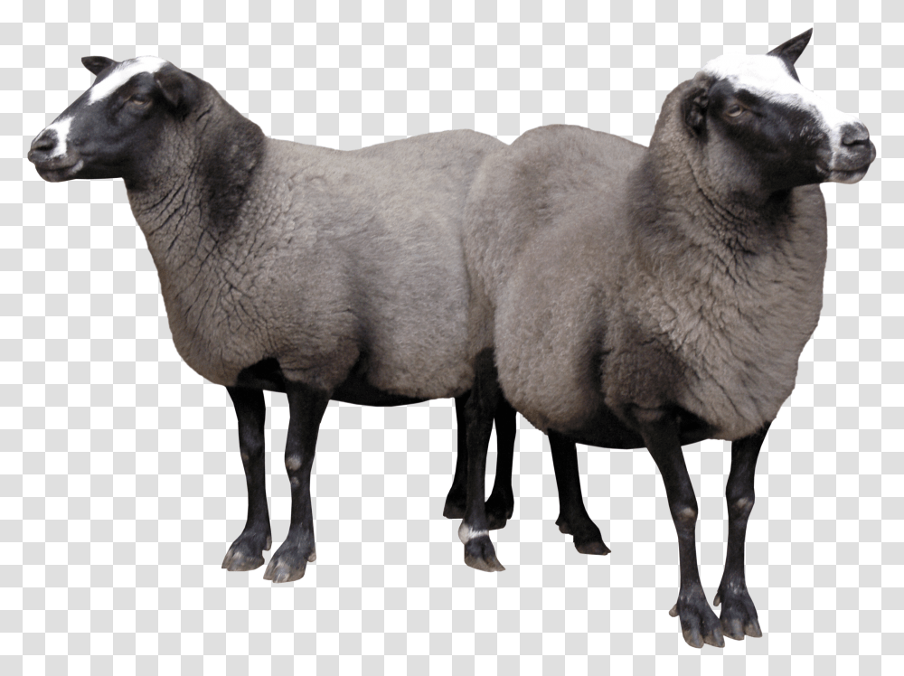 Sheeps Transparent Png