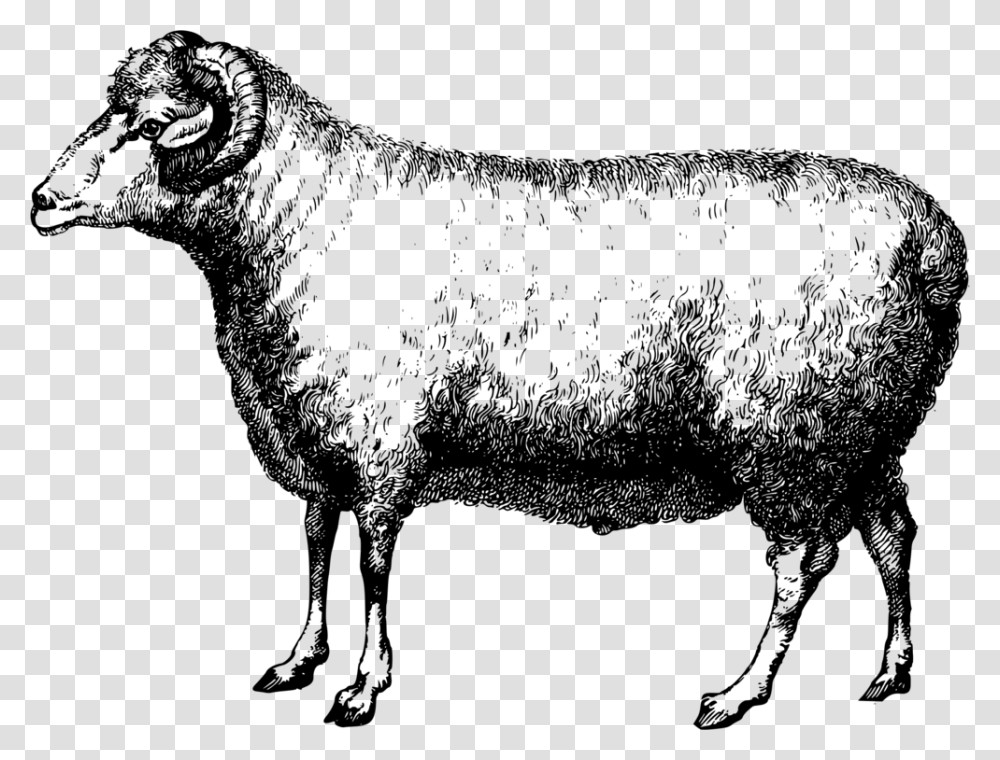 Sheepterrestrial Animalgoat Antelope Sheep Merino, Gray, World Of Warcraft Transparent Png