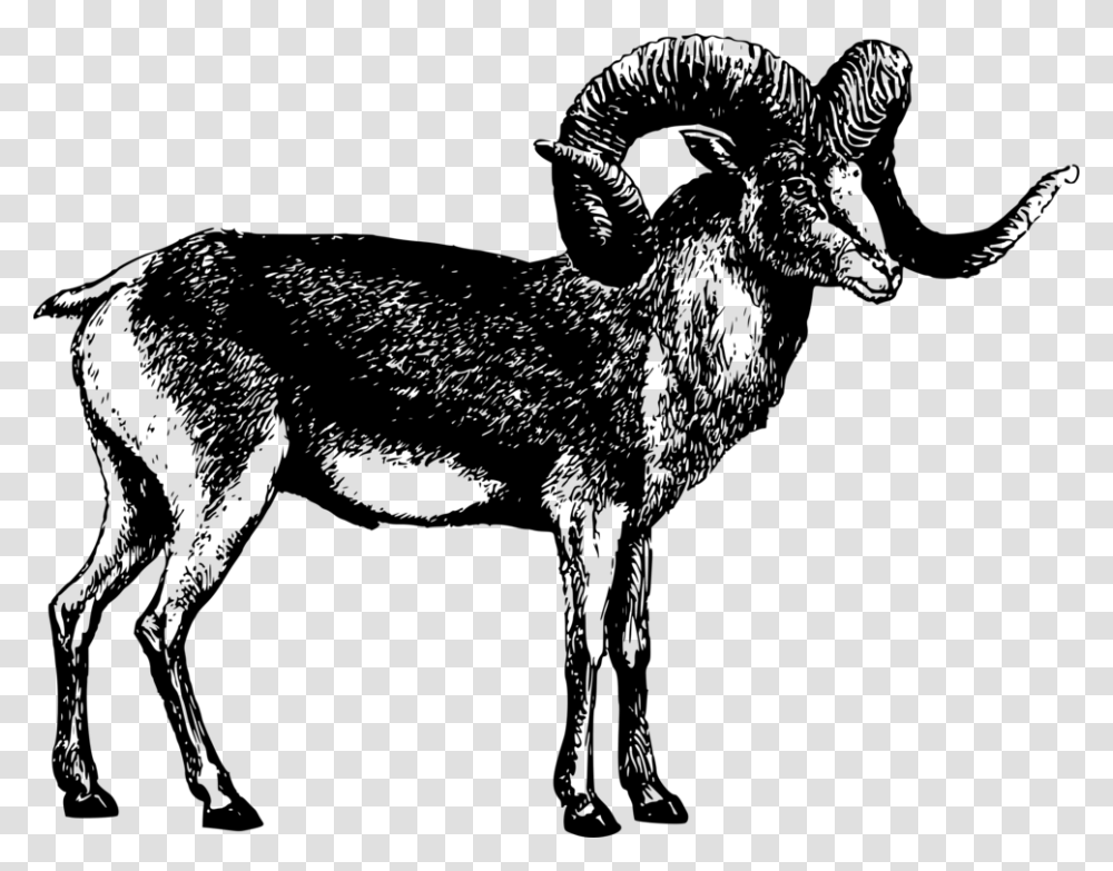 Sheepwildlifecattle Like Mammal Marco Polo Sheep, Gray, World Of Warcraft Transparent Png