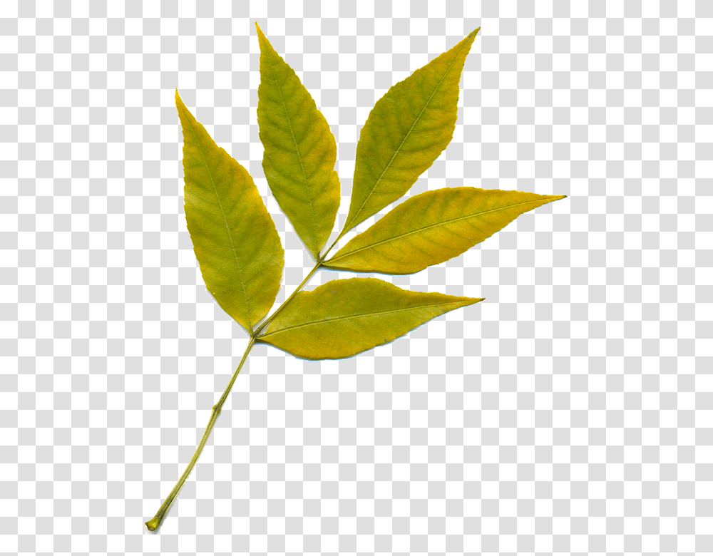 Sheet 960, Nature, Leaf, Plant, Veins Transparent Png
