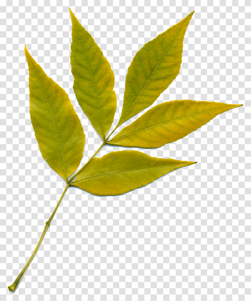 Sheet Nature, Leaf, Plant, Veins Transparent Png