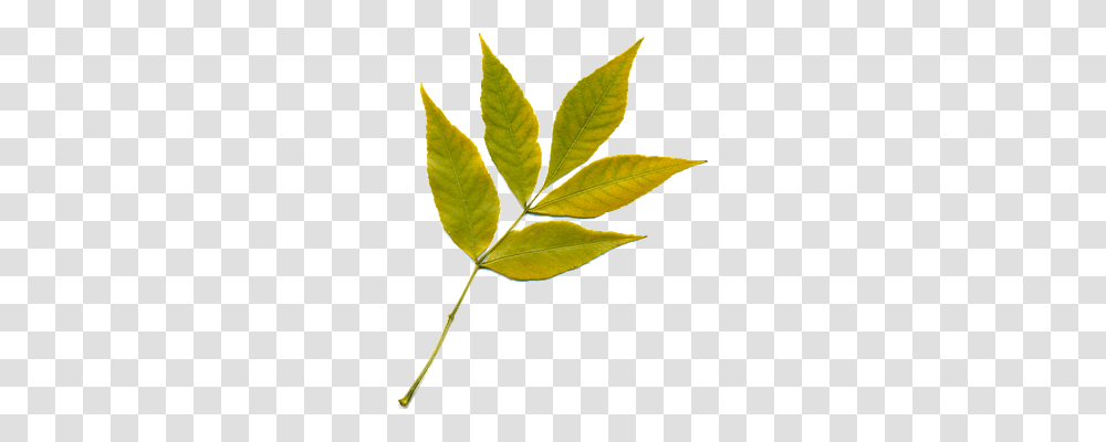 Sheet Nature, Leaf, Plant, Veins Transparent Png
