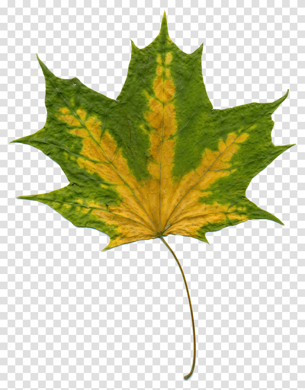 Sheet Nature, Leaf, Plant, Tree Transparent Png