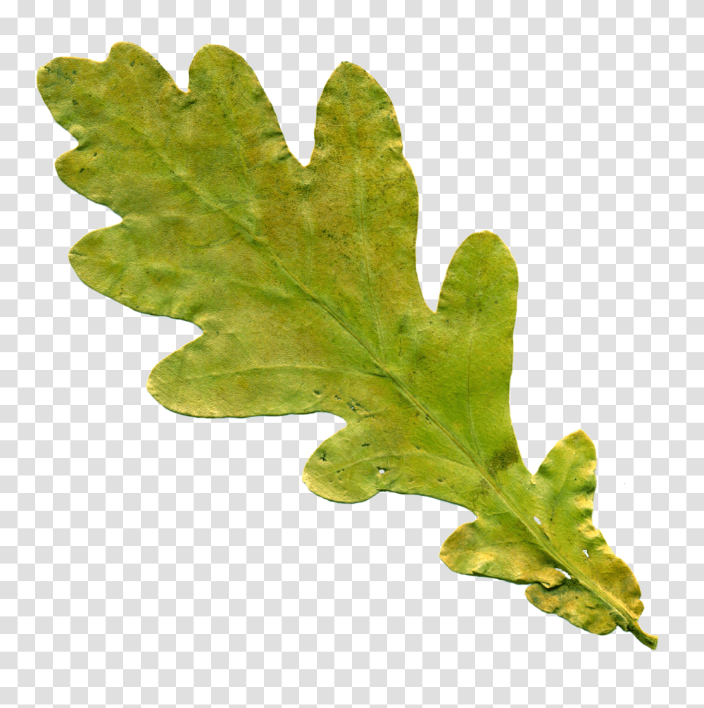 Sheet Nature, Leaf, Plant, Produce Transparent Png