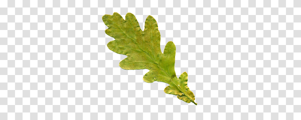 Sheet Nature, Leaf, Plant, Tree Transparent Png